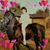 Jolene Ahlberg-Medley's profile image