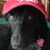 Rosella Hughes's profile image