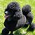 Veronica Rankin Frosch's profile image