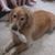 Sue Gifford's profile image