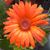 Carol Sweeting's profile image