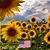 Carole Sharpsteen's profile image