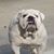Anthony Ardizzone Sr.'s profile image