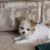 Rosemary Huschka's profile image