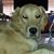 Lisa St.Germain's profile image