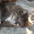 Violet Stafford Usener's profile image