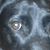 Joe Cole Jr.'s profile image