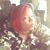 Lakesha Phillips's profile image