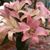 Angela M Williams's profile image