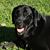 Lisa Hume Schultz's profile image