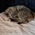 Karen Cavanaugh Grosse's profile image