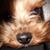 Mykal Royetta Harris's profile image