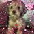 Shannon Coutros's profile image