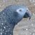 Jody Choquette's profile image
