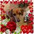 David Michael Chavis's profile image