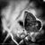 Ronda Sparks Swafford's profile image