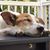 Susan Christinziano's profile image