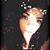Anya Da Silva-Shaw's profile image