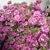 Denise Schenck's profile image