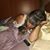 Gina Pardo's profile image