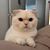 Andrea Hong's profile image