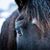 Paula Wehde's profile image