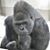Kirk Henry's profile image