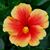 Florida Agnes's profile image