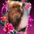 Melissa N James Harris's profile image