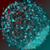 Charlotte Colyer's profile image