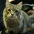 Gerri Moses's profile image