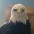 Pete Weber's profile image