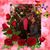 Teresa Wendt's profile image