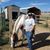 Jessie Regulski's profile image