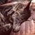Laura E. Warman's profile image
