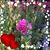 Regina Bosnick's profile image