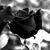 Mahmoud Alyaseen's profile image