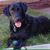 Pete Peter Peterson's profile image