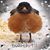 Robin Bird's profile image