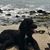 Susan Dutra's profile image