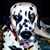 Kelly Harshbarger's profile image