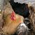 Dona Inman's profile image