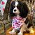 Alyssa McHugh Janelle's profile image