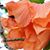 Leanora Swist's profile image