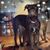 Sue Starr's profile image
