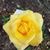 Sue Cserep Jordan's profile image