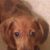 Karoline Klemish's profile image