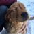 Carrie Moore-Williams's profile image