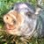 David Carswell's profile image