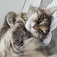 Maggie Brock's profile image